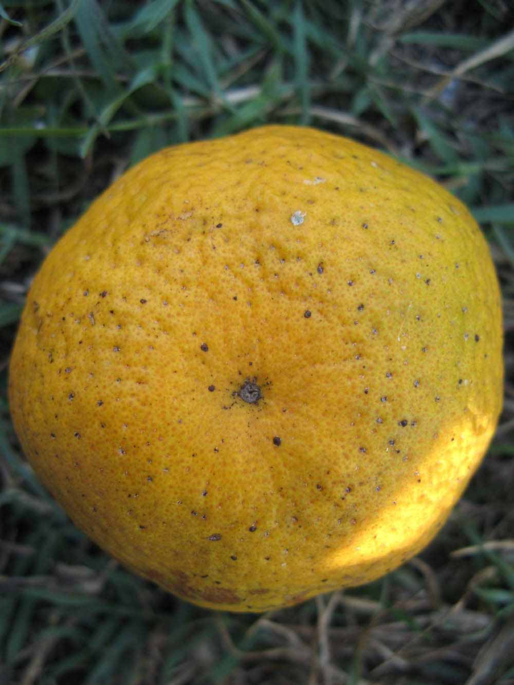              Fruit (Winter Haven, FL)       